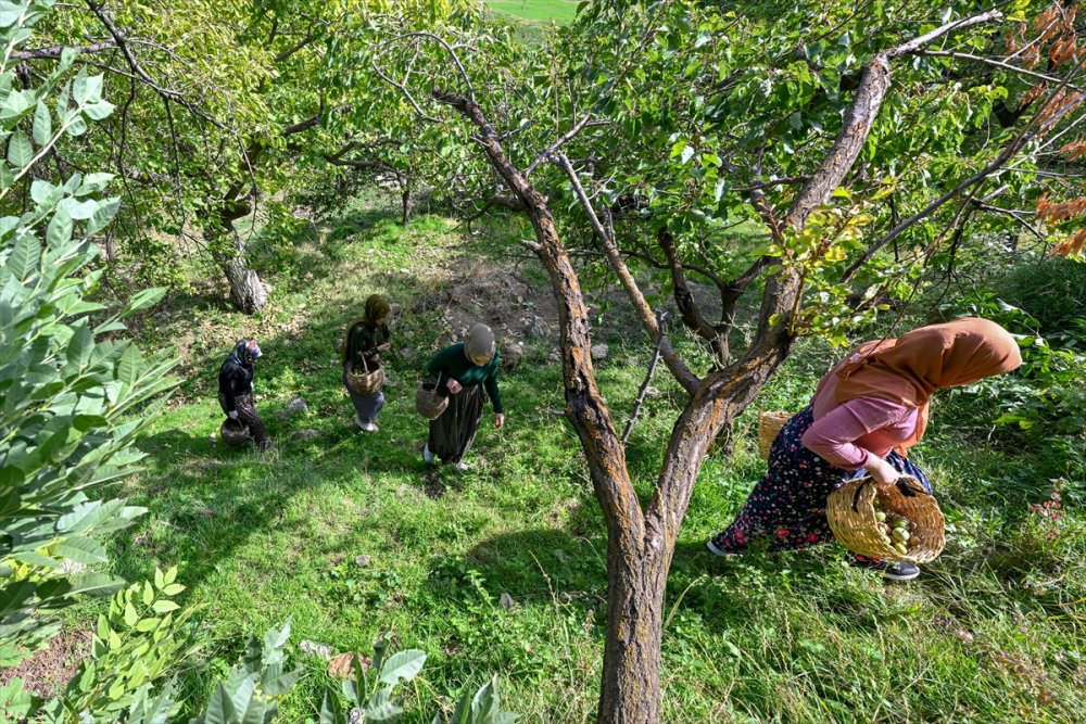 Dağların eteklerinden toplanan cevizler ülke geneline gönderiliyor