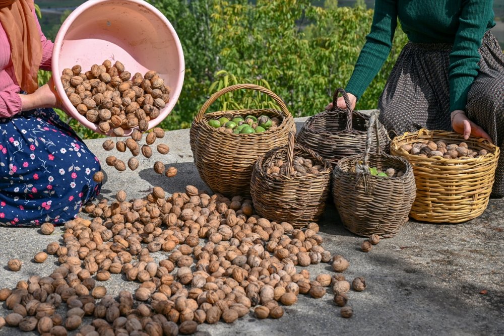 Dağların eteklerinden toplanan cevizler ülke geneline gönderiliyor