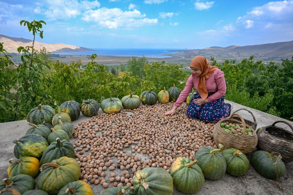 Dağların eteklerinden toplanan cevizler ülke geneline gönderiliyor