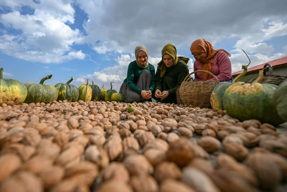 Dağların eteklerinden toplanan cevizler ülke geneline gönderiliyor