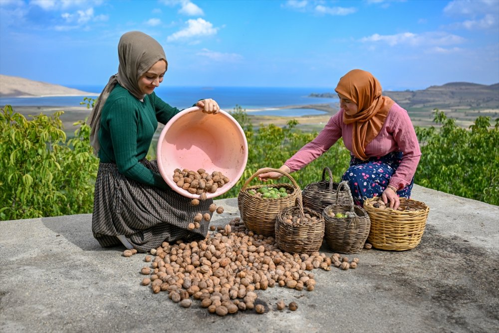 Dağların eteklerinden toplanan cevizler ülke geneline gönderiliyor