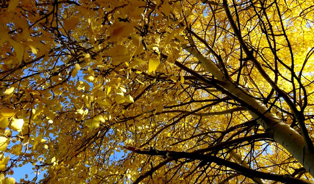 Sarıkamış'a sonbahar renkleri hakim oldu