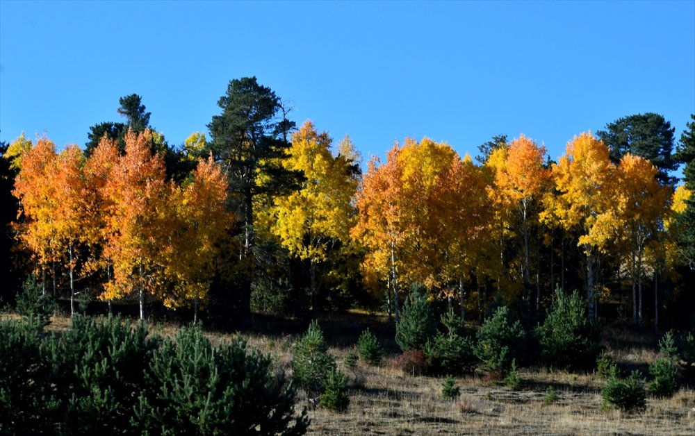 Sarıkamış'a sonbahar renkleri hakim oldu