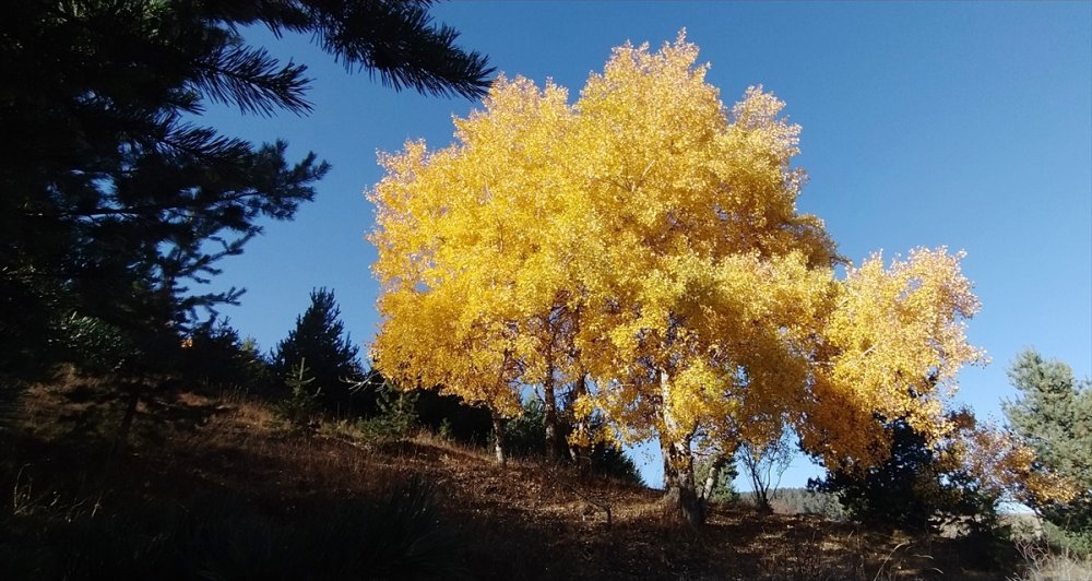 Sarıkamış'a sonbahar renkleri hakim oldu