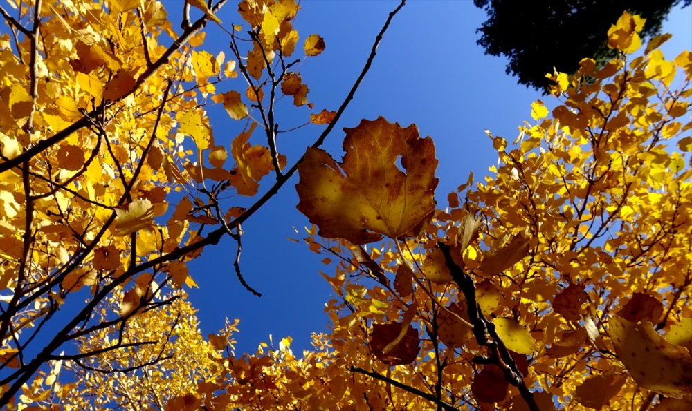 Sarıkamış'a sonbahar renkleri hakim oldu