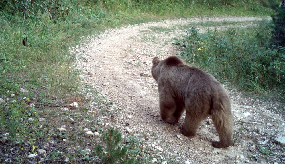 Ayılardan korunmak için "yüksek ses çıkartın" uyarısı