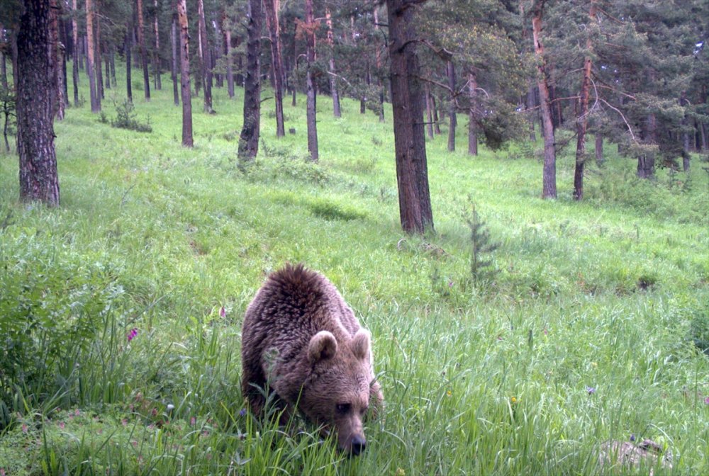 Ayılardan korunmak için "yüksek ses çıkartın" uyarısı