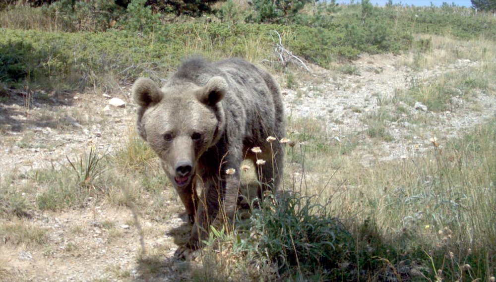 Ayılardan korunmak için "yüksek ses çıkartın" uyarısı