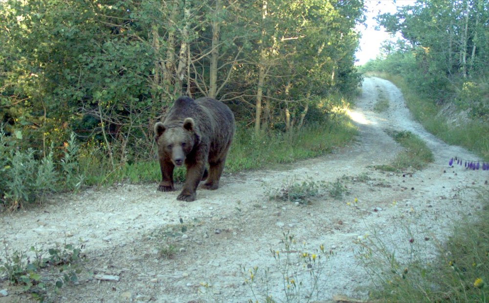 Ayılardan korunmak için "yüksek ses çıkartın" uyarısı