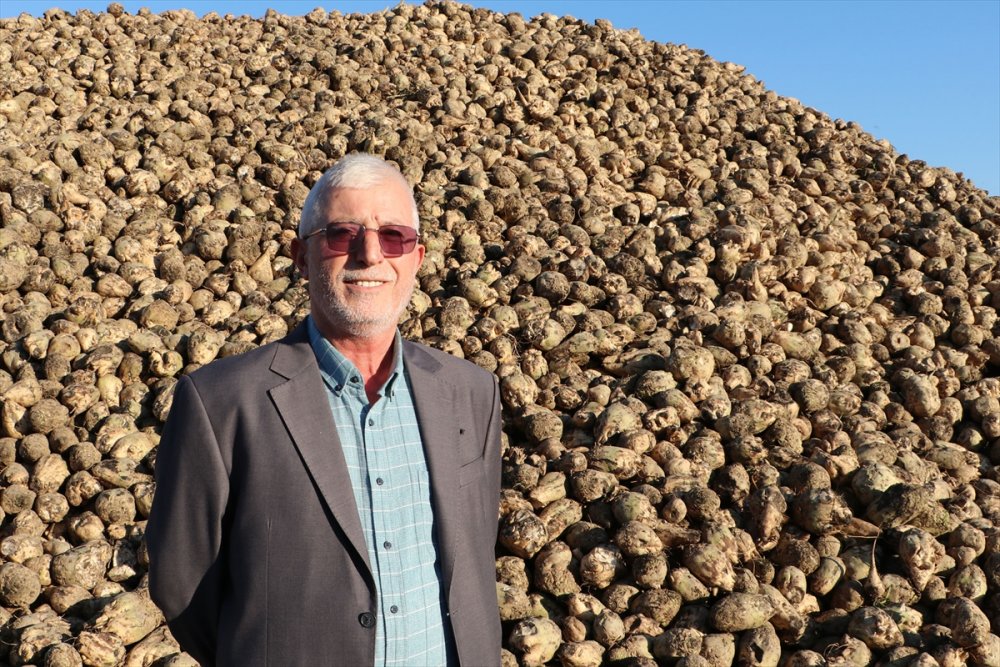 Şeker pancarı hasadı çiftçinin yüzünü güldürüyor