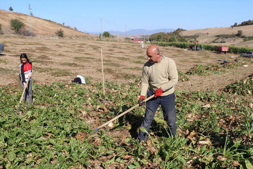 Şeker pancarı hasadı çiftçinin yüzünü güldürüyor