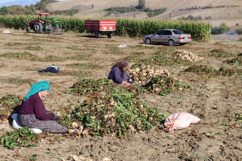 Şeker pancarı hasadı çiftçinin yüzünü güldürüyor