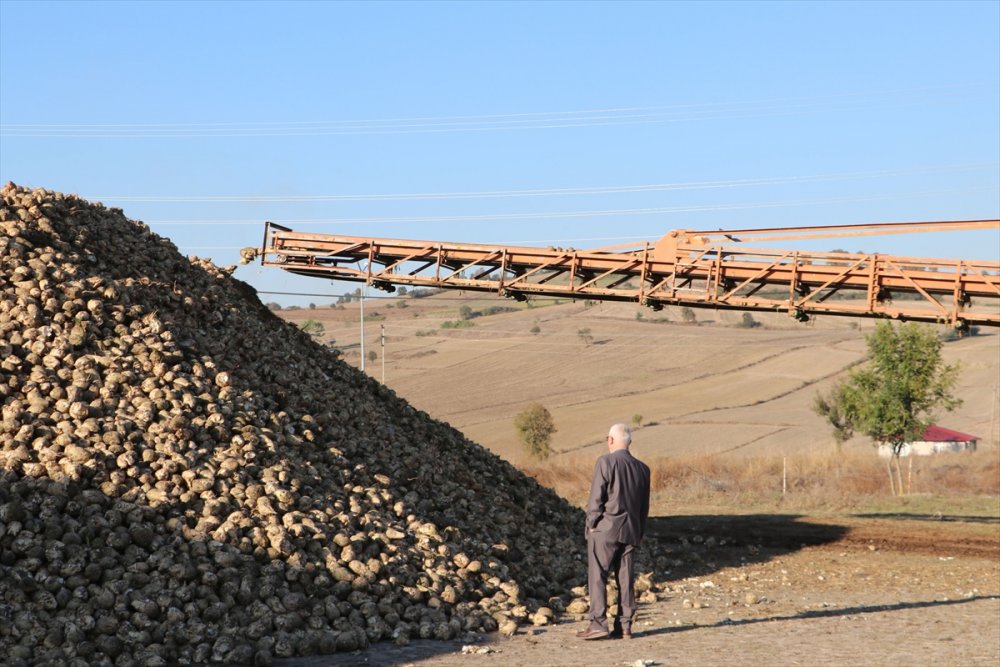 Şeker pancarı hasadı çiftçinin yüzünü güldürüyor