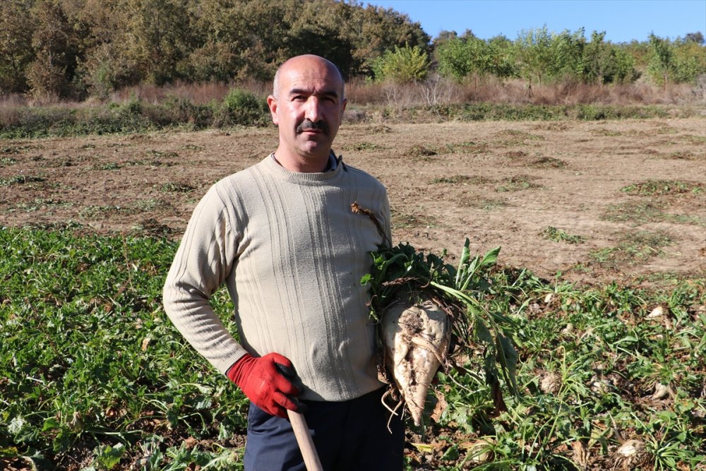 Şeker pancarı hasadı çiftçinin yüzünü güldürüyor