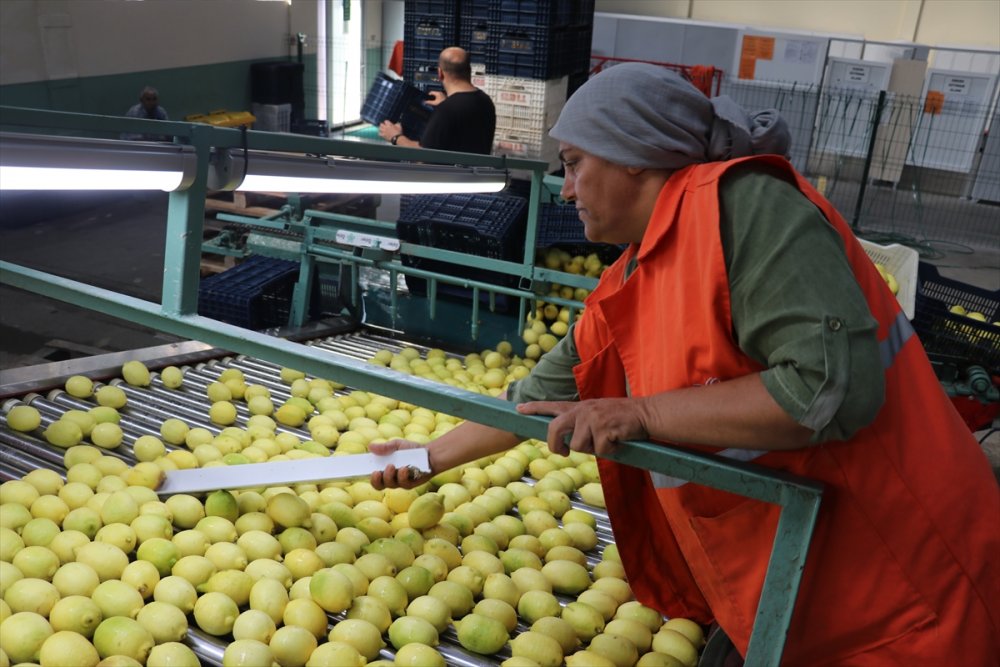 Çukurova'da iklim şartlarının uygun gitmesi narenciyede rekolte beklentisini artırdı