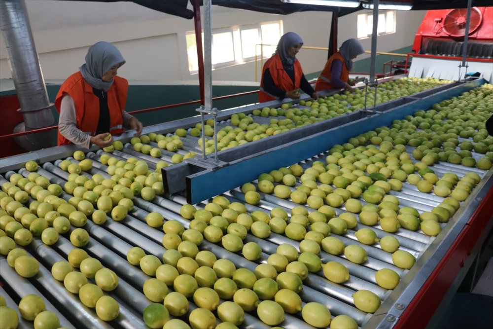Çukurova'da iklim şartlarının uygun gitmesi narenciyede rekolte beklentisini artırdı