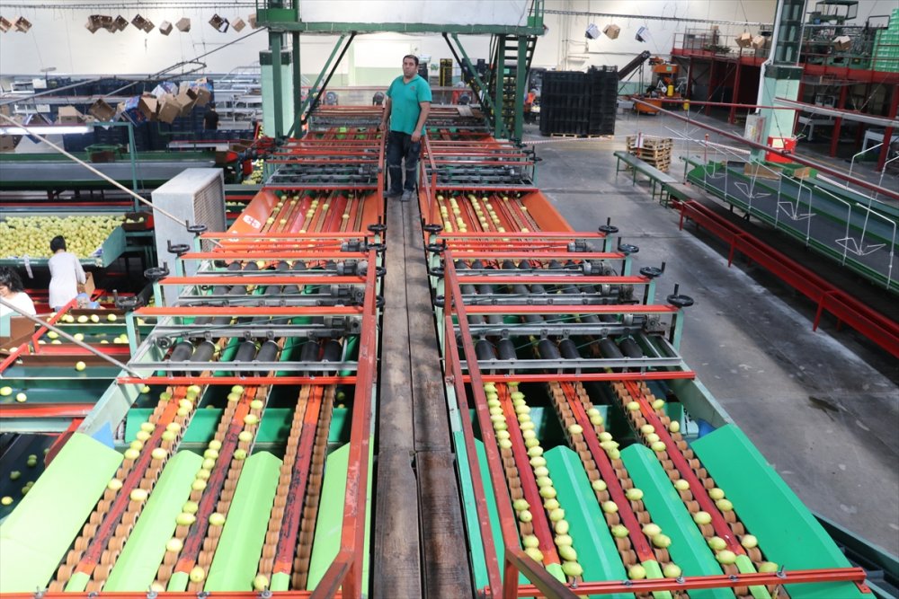 Çukurova'da iklim şartlarının uygun gitmesi narenciyede rekolte beklentisini artırdı