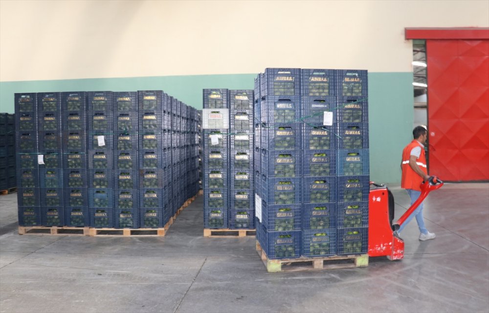 Çukurova'da iklim şartlarının uygun gitmesi narenciyede rekolte beklentisini artırdı