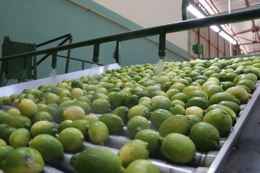 Çukurova'da iklim şartlarının uygun gitmesi narenciyede rekolte beklentisini artırdı