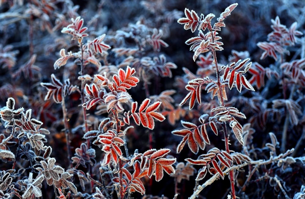 Kars'ta ve Ağrı'da soğuk hava etkili oldu