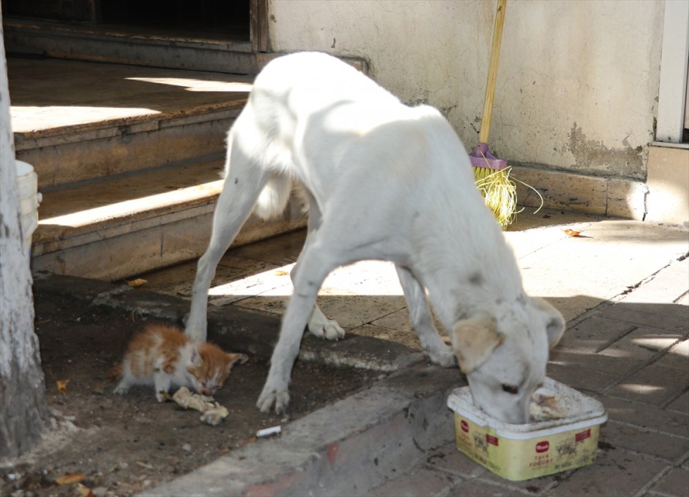 Amasya'da bir köpek, kedi yavrusuna annelik yapıyor