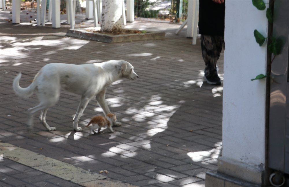 Amasya'da bir köpek, kedi yavrusuna annelik yapıyor