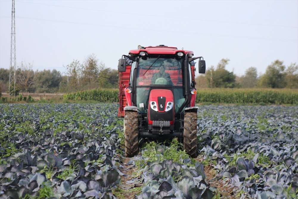 Kırmızılahanada 200 bin ton üzeri rekolte beklentisi