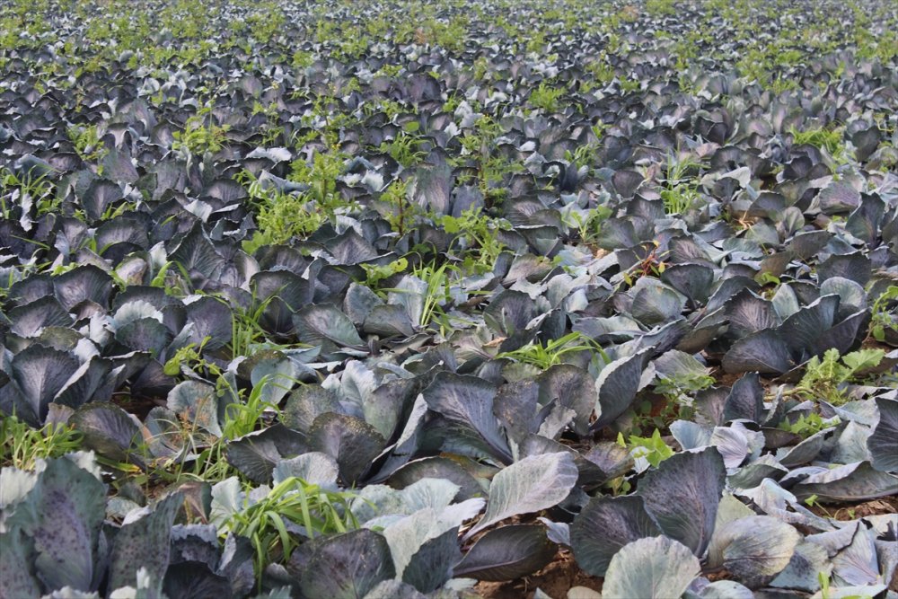 Kırmızılahanada 200 bin ton üzeri rekolte beklentisi