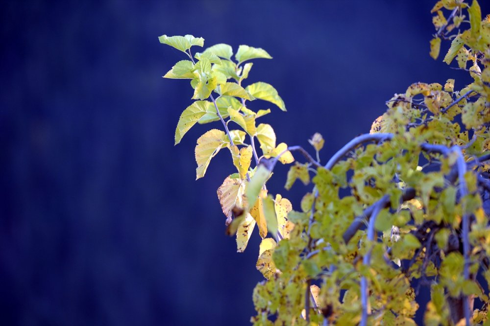 Şavşat'ta sonbahar renkleri hakim oldu