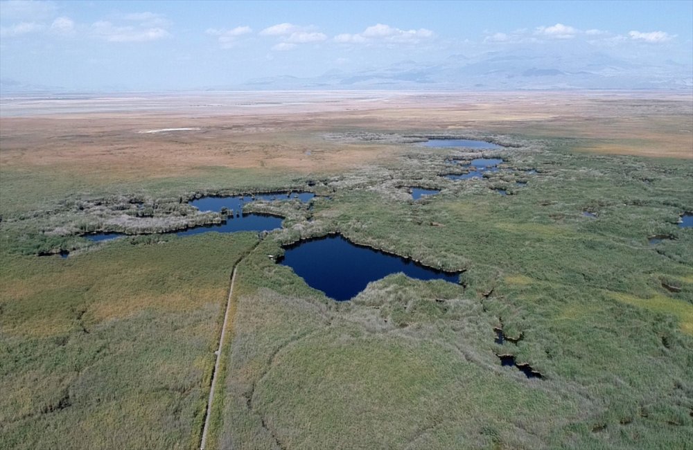 Tünelle tersine akıtılan su, allı turnalara hayat veriyor