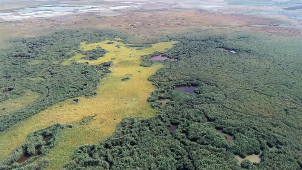 Tünelle tersine akıtılan su, allı turnalara hayat veriyor