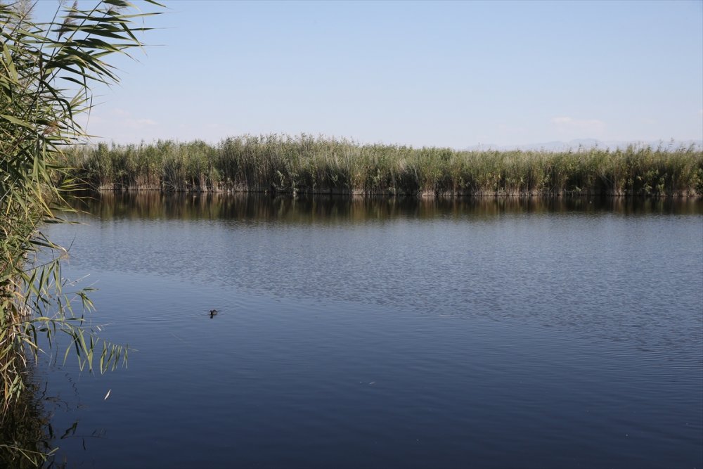 Tünelle tersine akıtılan su, allı turnalara hayat veriyor