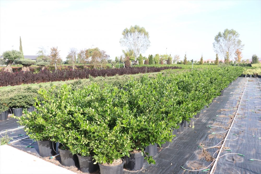 Yalova'da dış mekan süs bitkilerine ölçülebilir kalite standardı getirecek proje geliştirildi