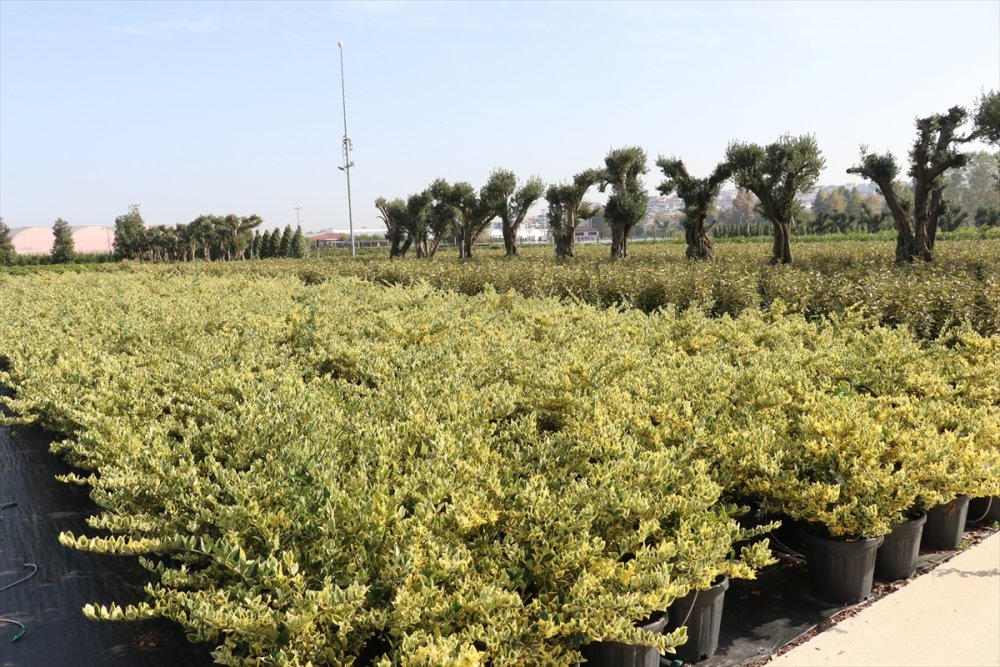 Yalova'da dış mekan süs bitkilerine ölçülebilir kalite standardı getirecek proje geliştirildi