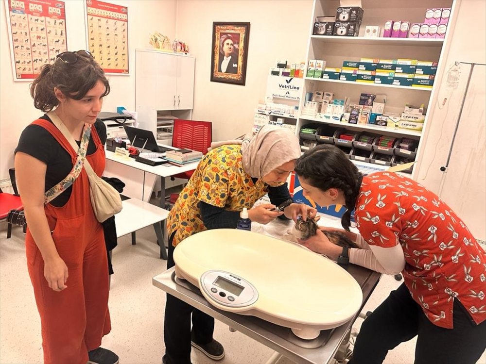 Avanos'ta Kanadalı turist yolda gördüğü yaralı kediyi tedavi ettirdi