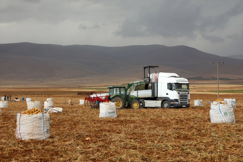 Malatya'da patatesten 6 bin ton rekolte bekleniyor
