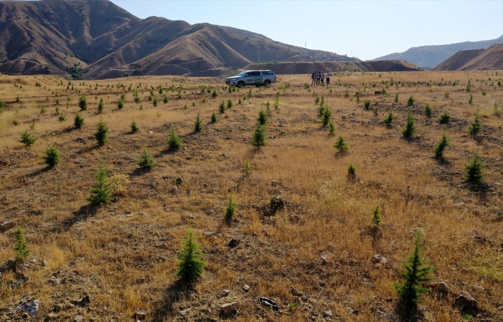 Eski maden sahaları çiçek ve ağaçlarla donatılıyor