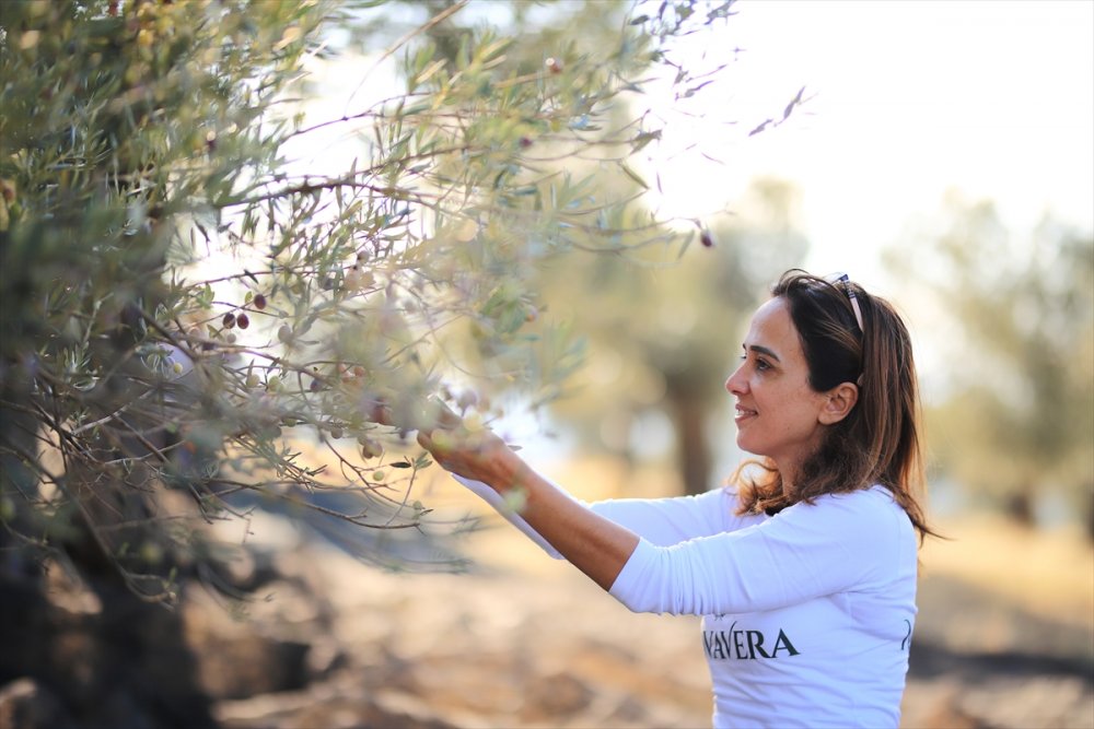 Bahar Alan Ürettiği zeytinyağı ile dünyanın en iyi 4'üncü üreticisi oldu