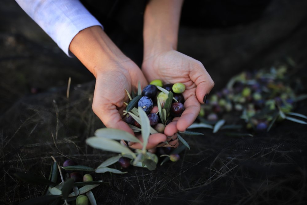 Bahar Alan Ürettiği zeytinyağı ile dünyanın en iyi 4'üncü üreticisi oldu