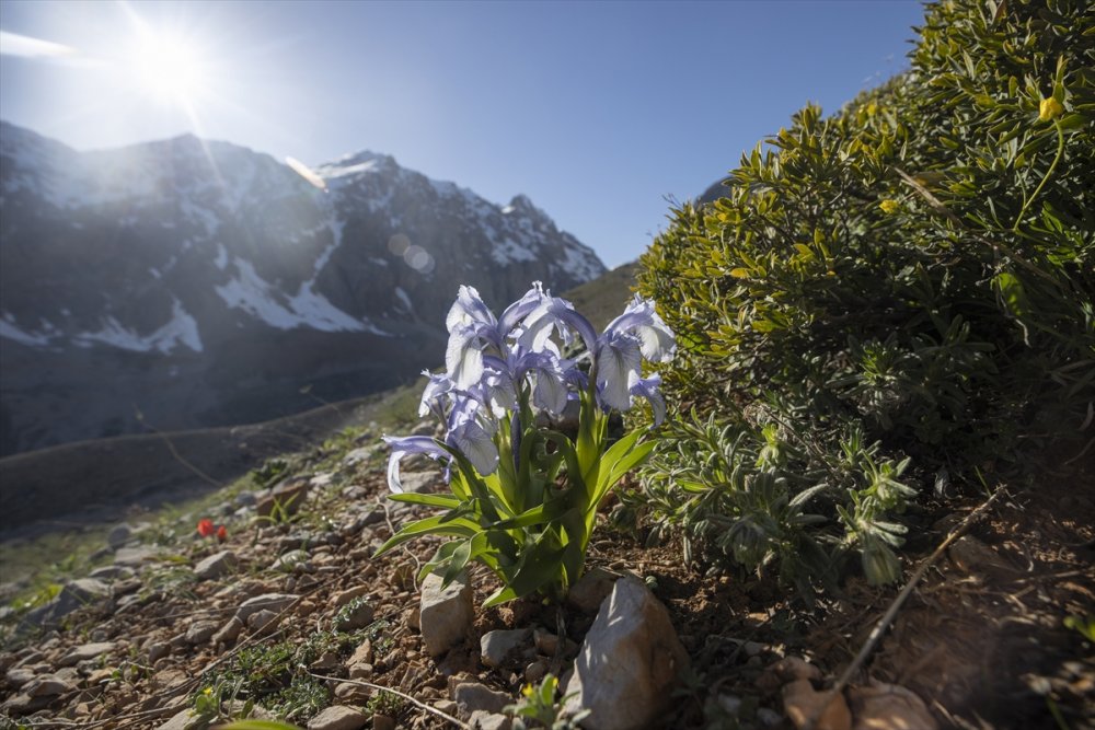 Ovacık’ta karlar eridi çiçekleri açtı