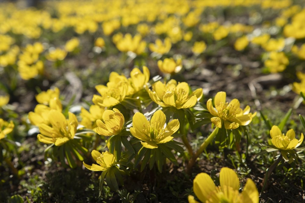Ovacık’ta karlar eridi çiçekleri açtı