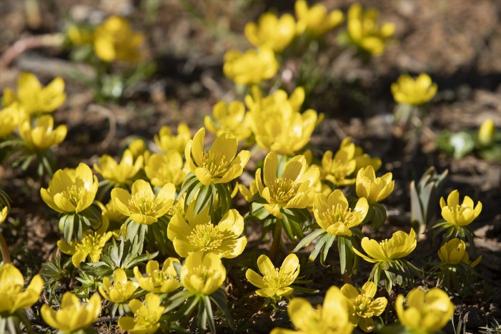 Ovacık’ta karlar eridi çiçekleri açtı