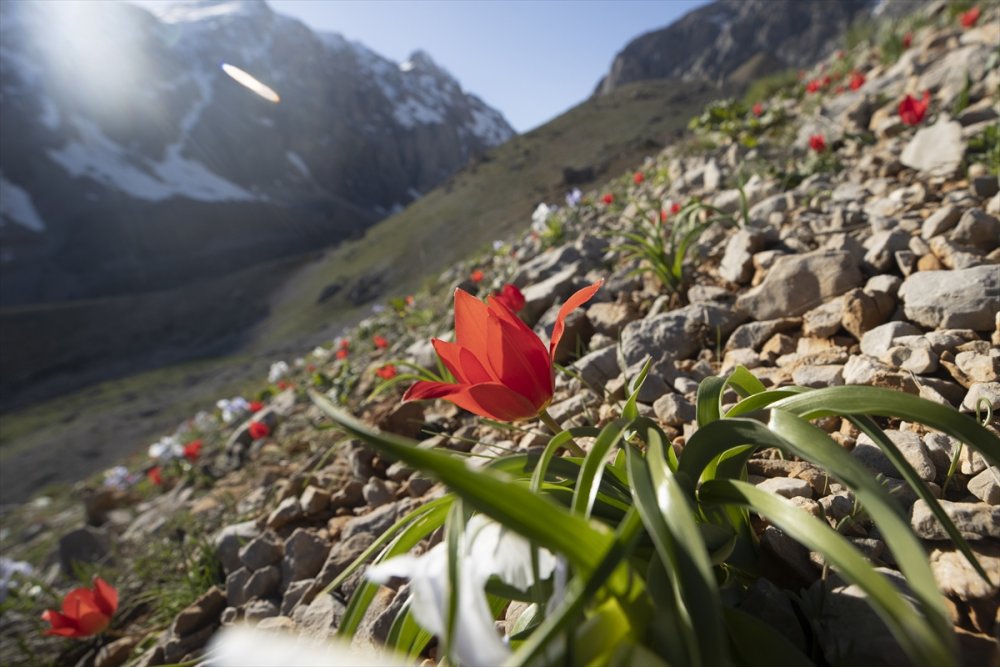 Ovacık’ta karlar eridi çiçekleri açtı