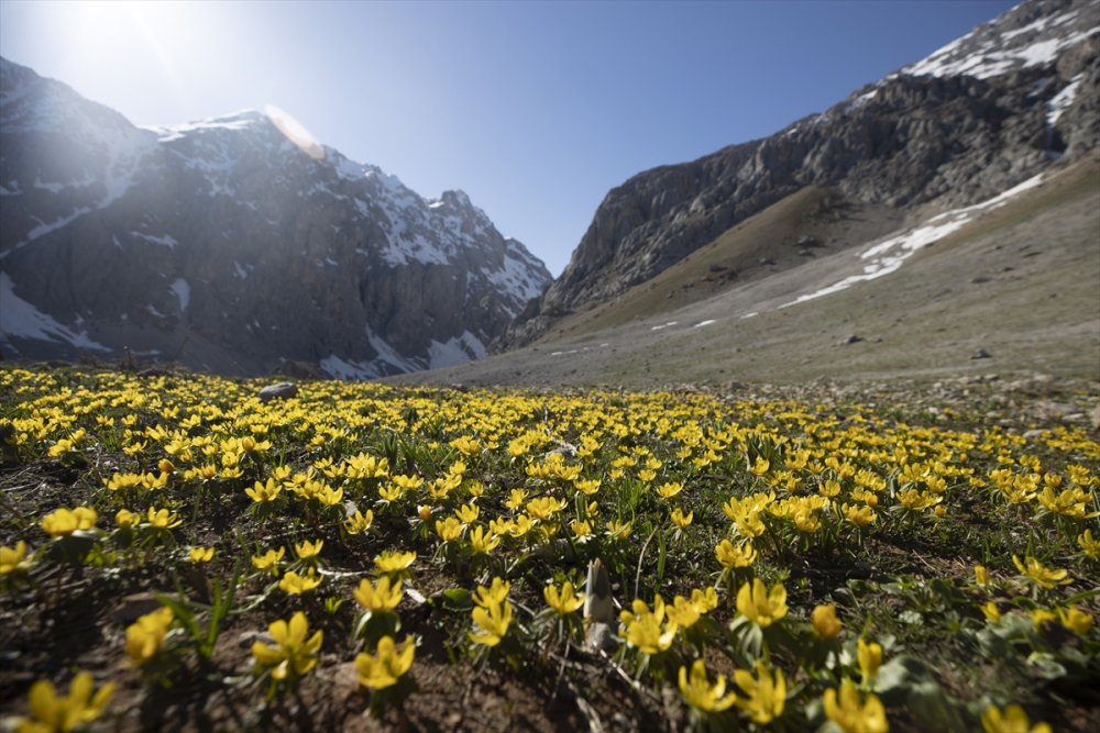 Ovacık’ta karlar eridi çiçekleri açtı