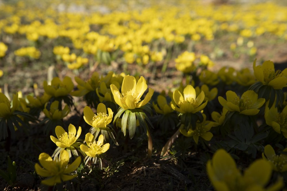 Ovacık’ta karlar eridi çiçekleri açtı