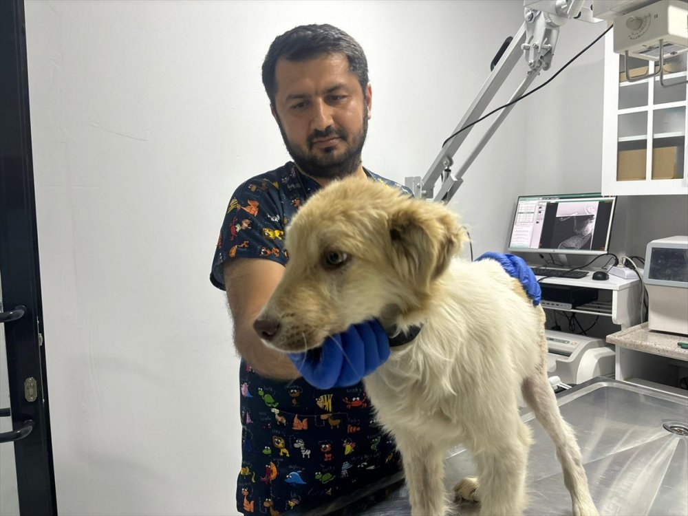 Sahipsiz köpeği önce tedavi ettirdi sonra sahiplendirdi