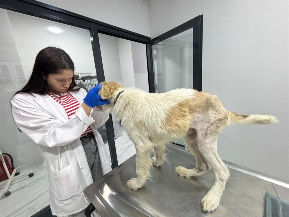 Sahipsiz köpeği önce tedavi ettirdi sonra sahiplendirdi