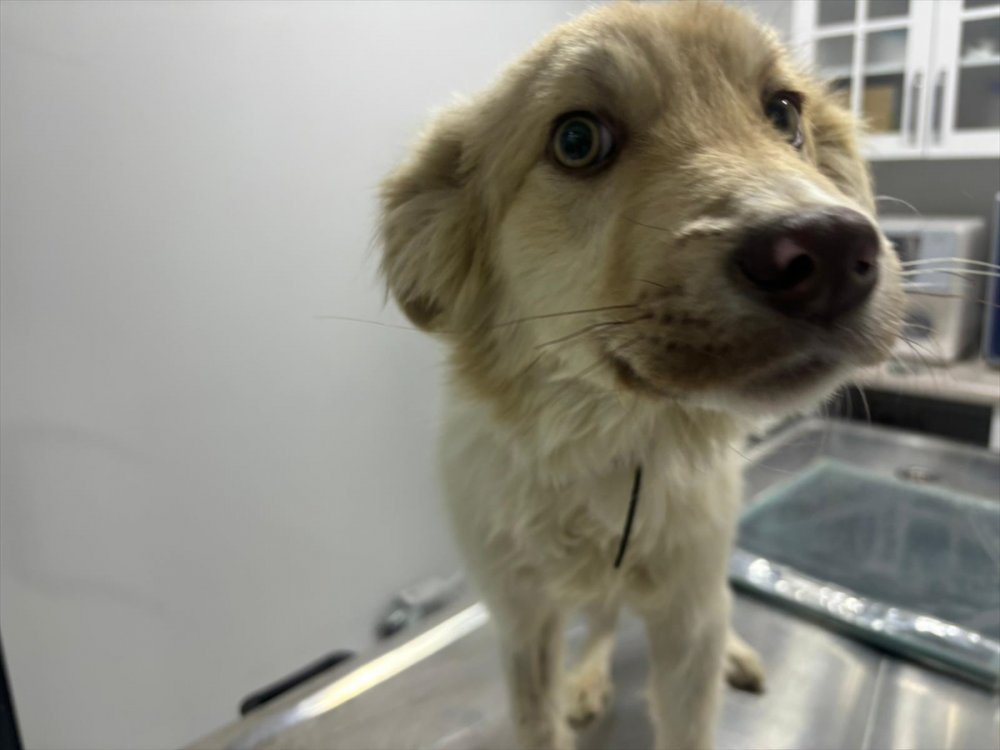 Sahipsiz köpeği önce tedavi ettirdi sonra sahiplendirdi