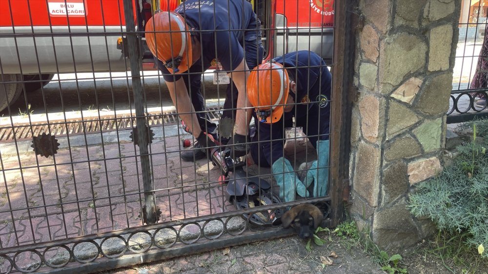 Bolu'da başı demir kapıya kafası sıkışan köpek yavrusunu itfaiye kurtardı