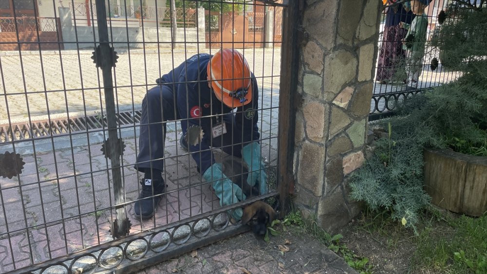 Bolu'da başı demir kapıya kafası sıkışan köpek yavrusunu itfaiye kurtardı